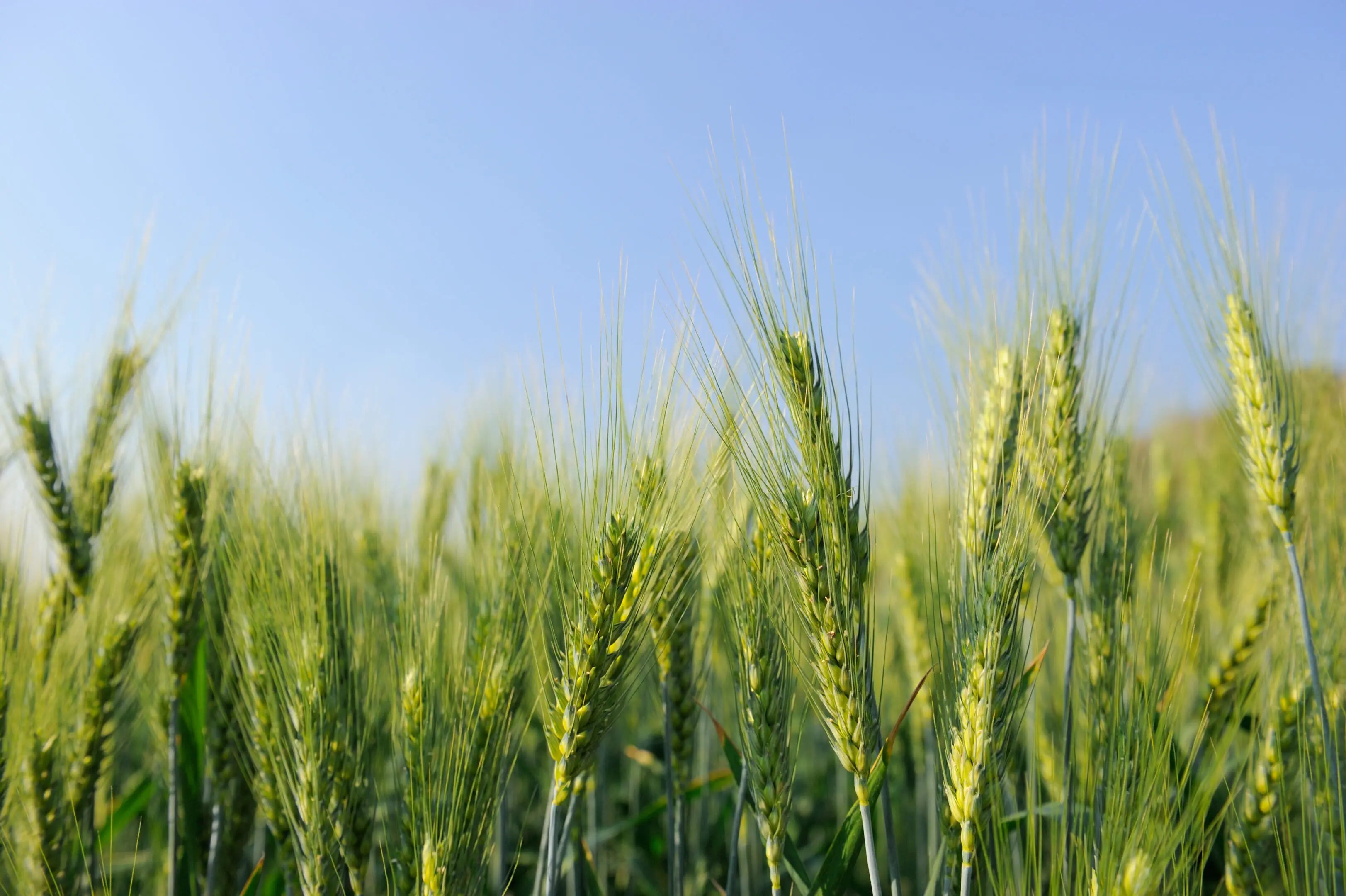 A field of green wheat with blue sky in the background.