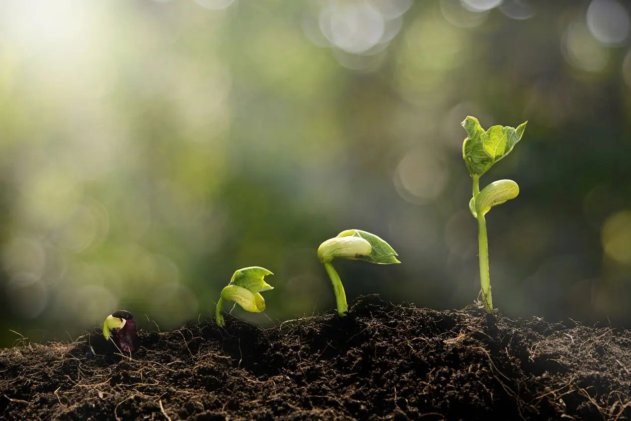 A group of plants growing in the dirt.